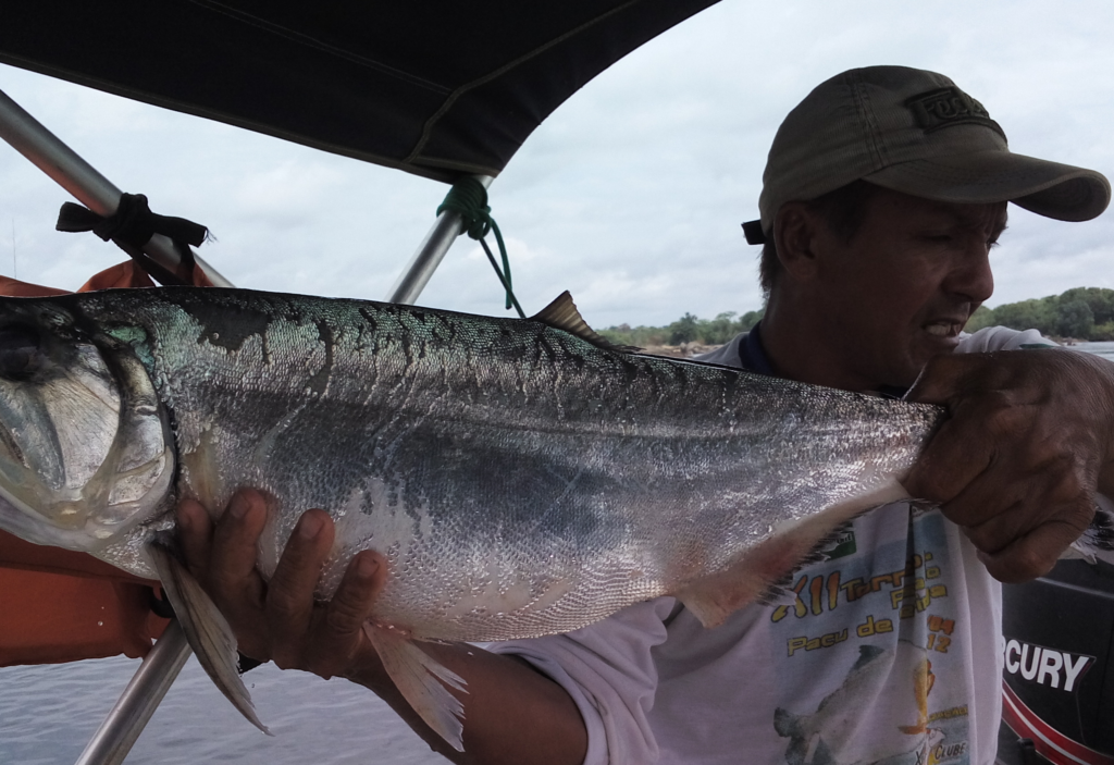 aa peixe xingu