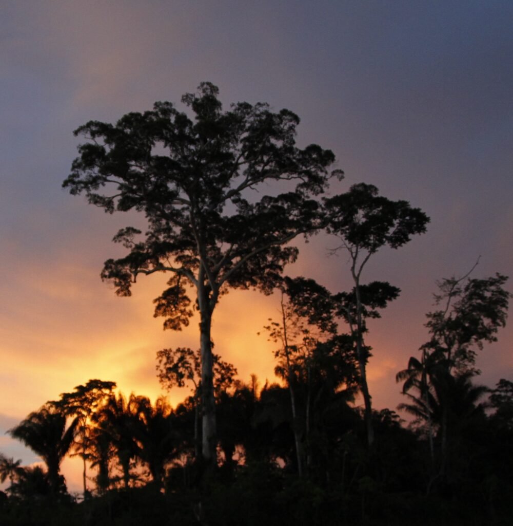 castanheira